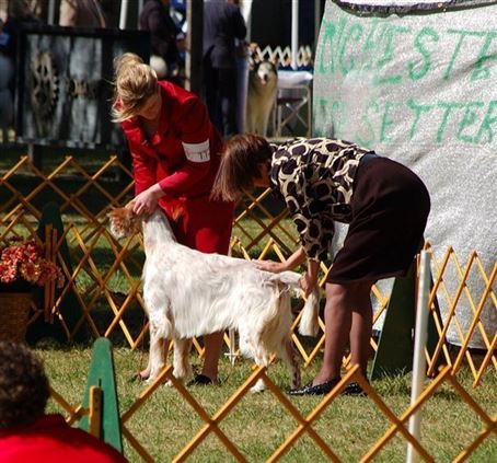 Click for large image