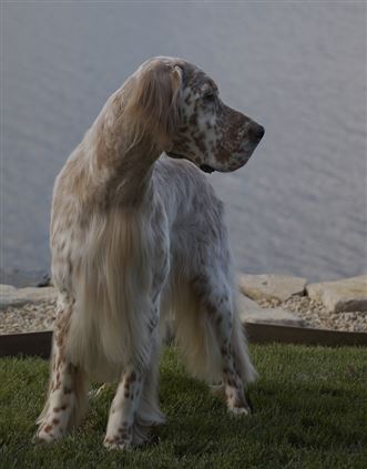 Click for large image