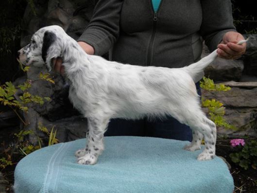 Click for large image