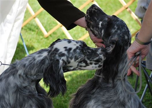 Click for large image