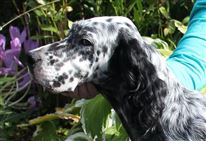 Click for large image