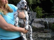 Click for large image