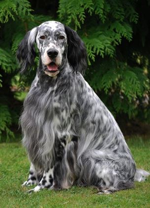 Click for large image