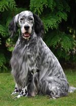 Click for large image