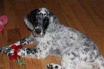 Click for large image