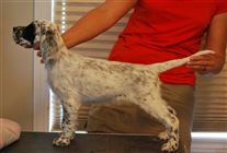 Click for large image