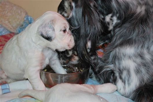 Click for large image