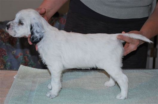 Click for large image