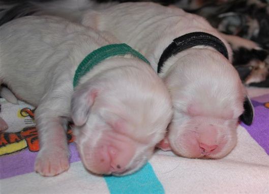 Click for large image