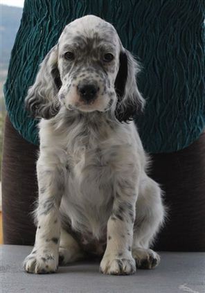 Click for large image