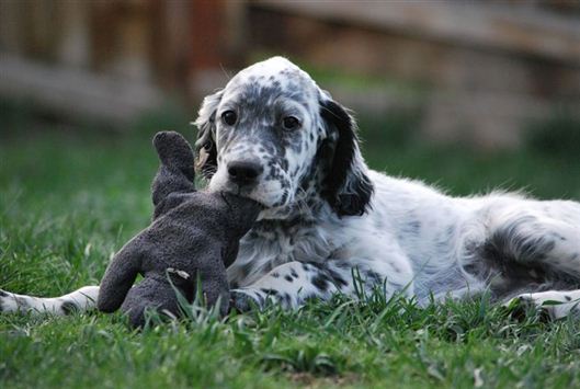 Click for large image