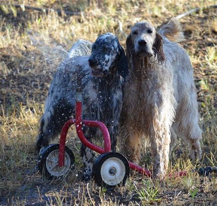 Click for large image