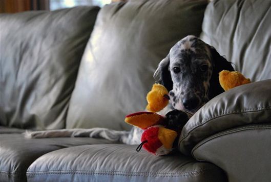 Click for large image