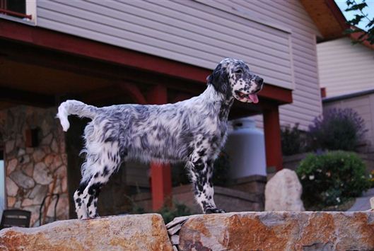 Click for large image