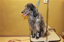 Click for large image