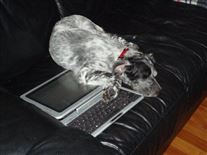 Click for large image