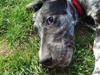 Click for large image