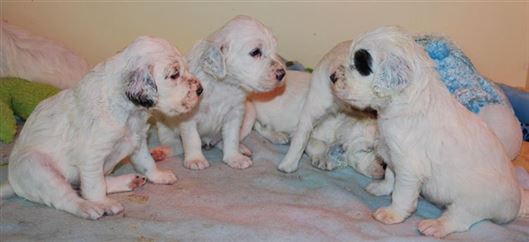 Click for large image