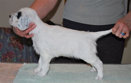 Click for large image