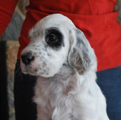 Click for large image