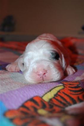 Click for large image