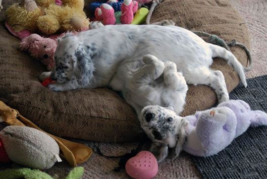 Click for large image