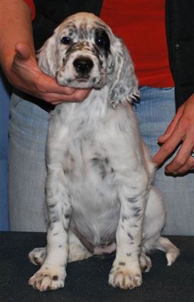 Click for large image