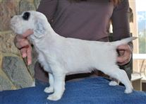 Click for large image