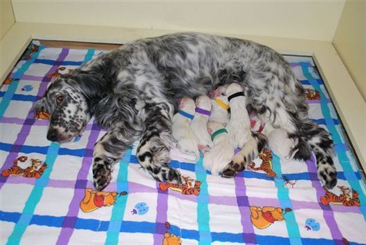 Click for large image