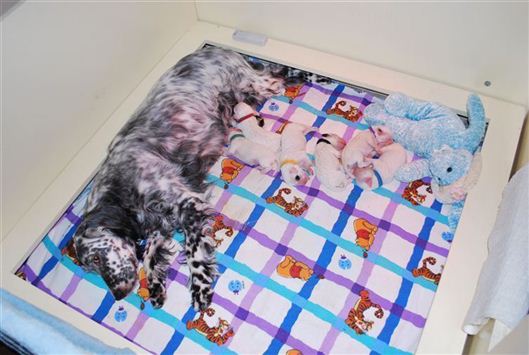 Click for large image