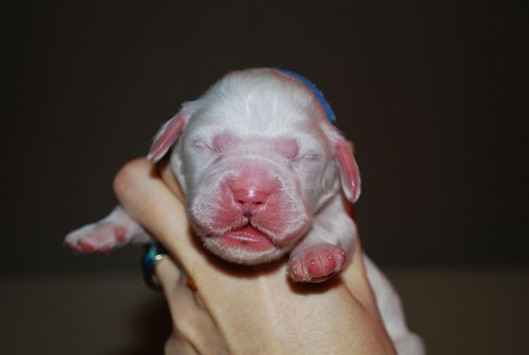 Click for large image