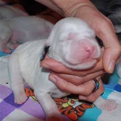 Click for large image