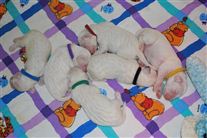 Click for large image