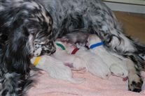 Click for large image