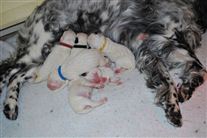 Click for large image