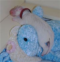 Click for large image