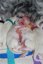 Click for large image