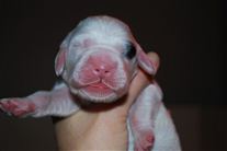 Click for large image