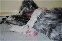 Click for large image