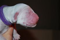 Click for large image