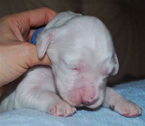 Click for large image