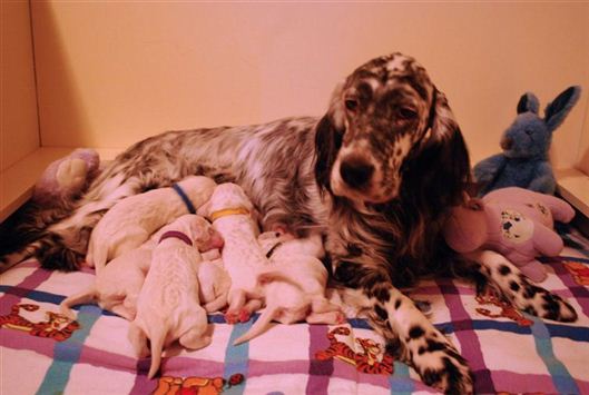 Click for large image