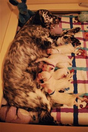 Click for large image