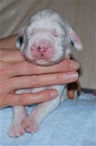 Click for large image