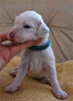 Click for large image