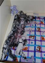 Click for large image