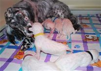 Click for large image