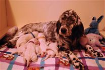 Click for large image