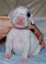 Click for large image