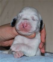 Click for large image